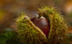 Chestnuts1920x12001-3-2012 11_14_53 AM Bing Desktop